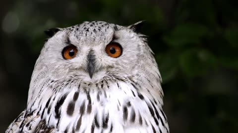 Owl Animal Bird free stock video. Free for use & download.