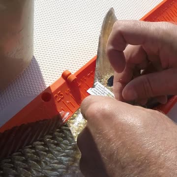 How to Properly Tag a Bull Redfish