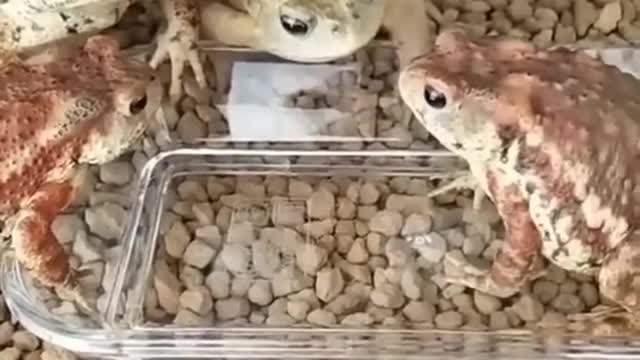 Why You ATE IT! Angry Frog || PETASTIC 🐾