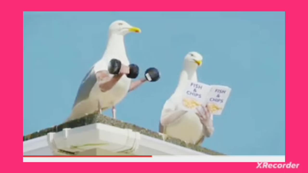 Cute birds very funny videos which makes u laugh 😂 madly