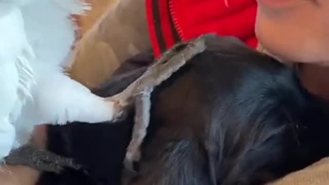 FUNNY VIDEO