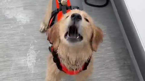 Puppy learns to jump into lake #goldenretriever #dog