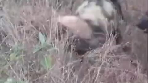 African wild dog neutralizes a hyena