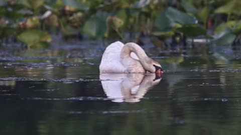 Canadian Geese Theme