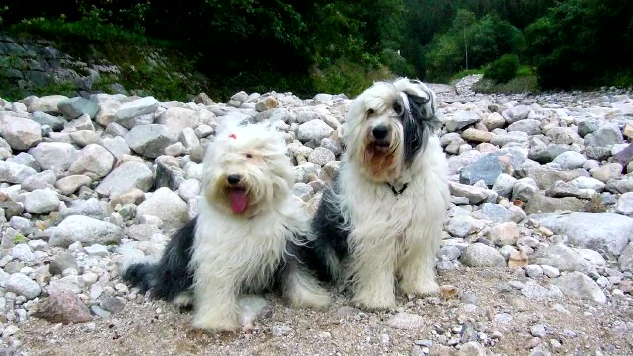 English Setter - Dog Breed.GOOD VIDEO