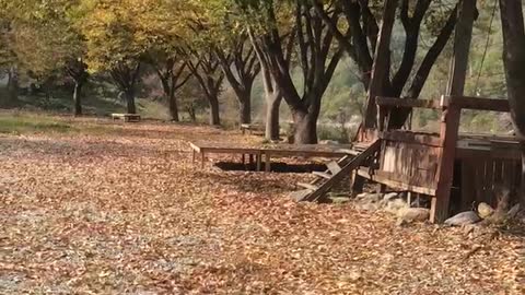 autumn