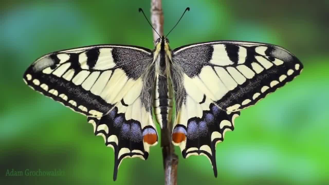 cycle de vie papillon machaon (accéléré)