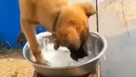 Dog funny videos