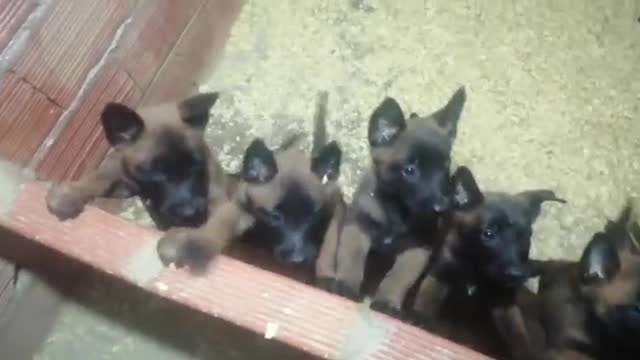 malinois puppy These pups definitely needs some work to do Let the training begin