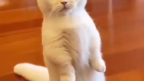 New Captain Of Ship