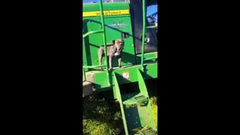 Best Funny Cats & Dogs Videos That Will Make You Laugh All Day Long 😂😹