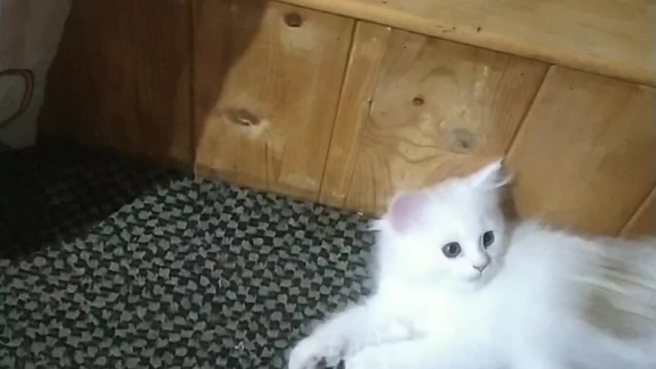 I so miss this kitty boy.