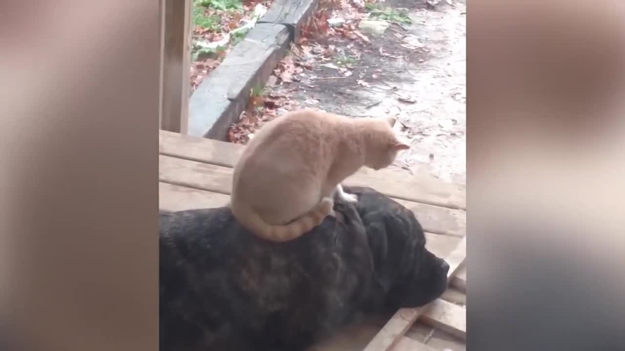 Funny Cats-No swearing