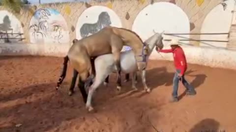 Raising Spanish Colts for us Horse Breeders, This is Normal, Gentlemen