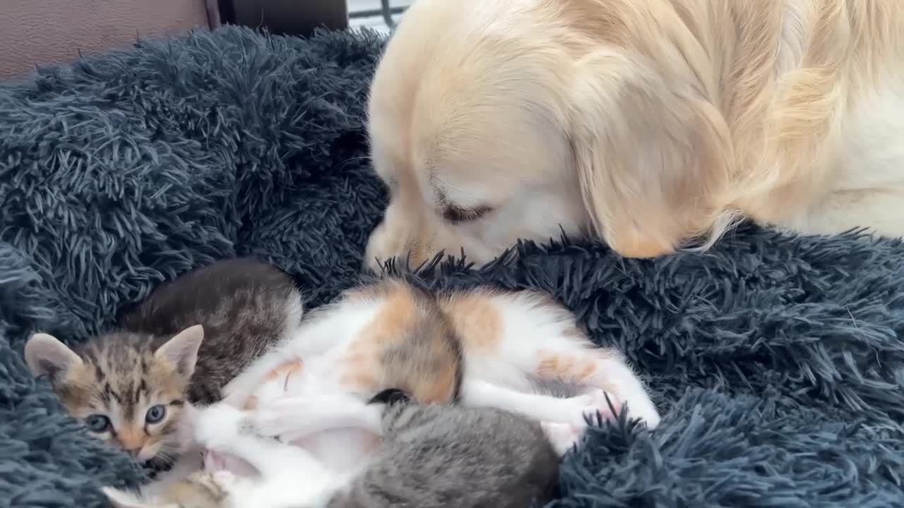 Golden Retriever Reacts to Tiny Kittens in his Bed