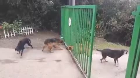 Angry Dogs Don't Actually Want to Fight