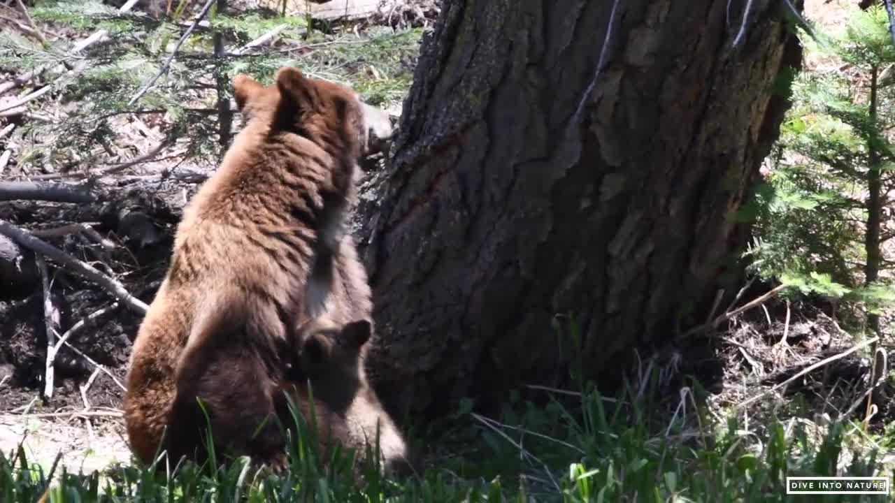 Mother Black Bear & Her Adorable Bear Cub in Sequoia National Park - California