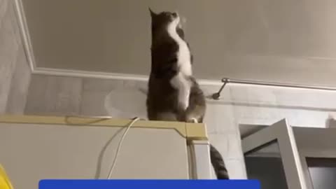 electrician cat