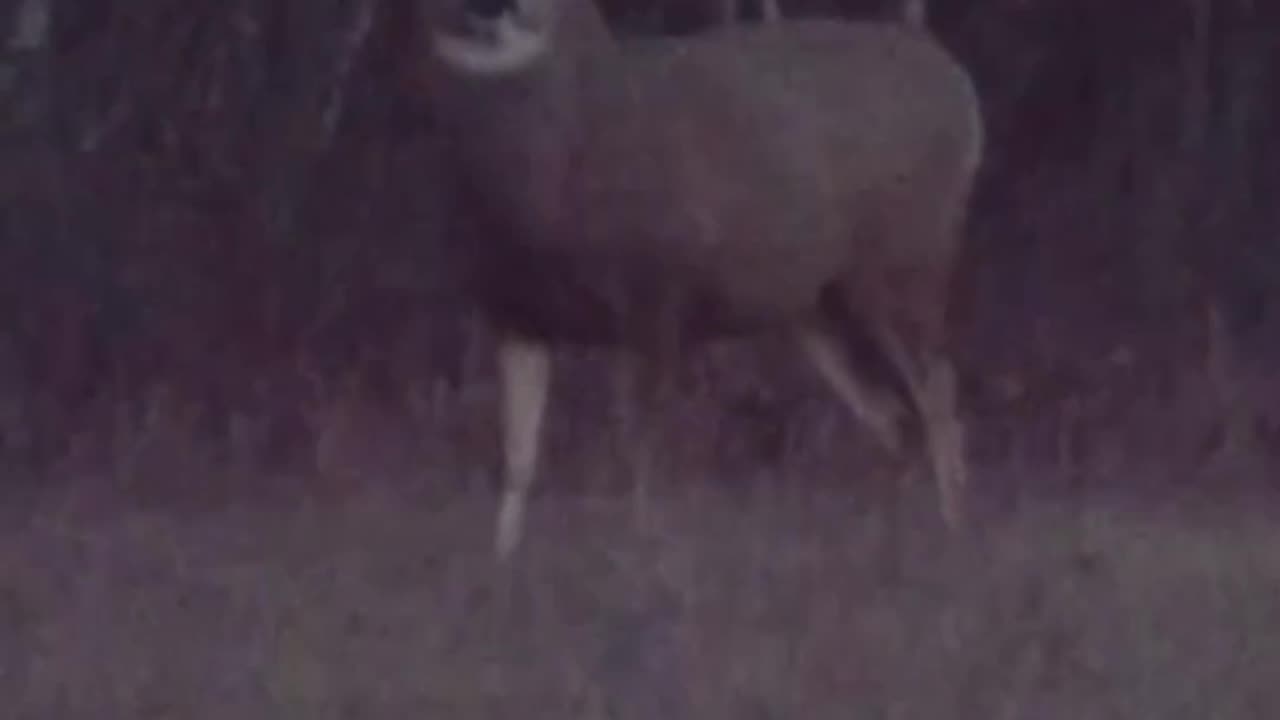 Alberta HUGE Mule Deer