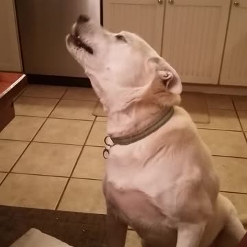 Perro parlante participa en graciosa conversación