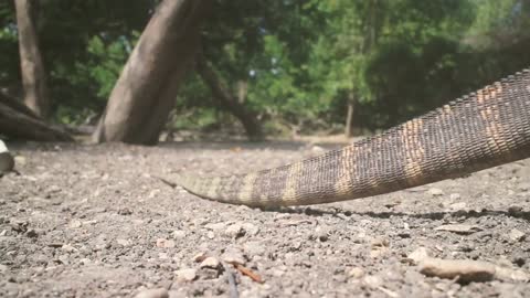 🔴BABY KOMODO DRAGONS EPIC FIGHT‼🔥