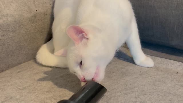 Cat's Face Gets Sucked Up in Vacuum