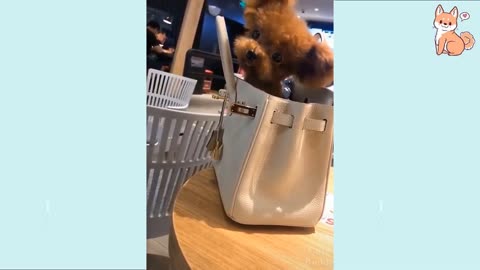 FANNY DOG