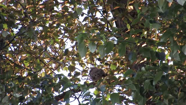 Baby Barred Owl