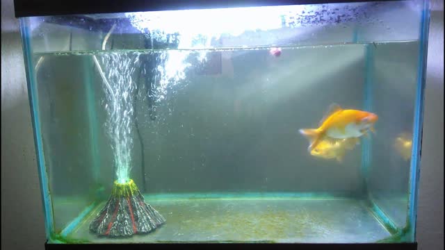 Feeding The Goldfish Frozen Bloodworms