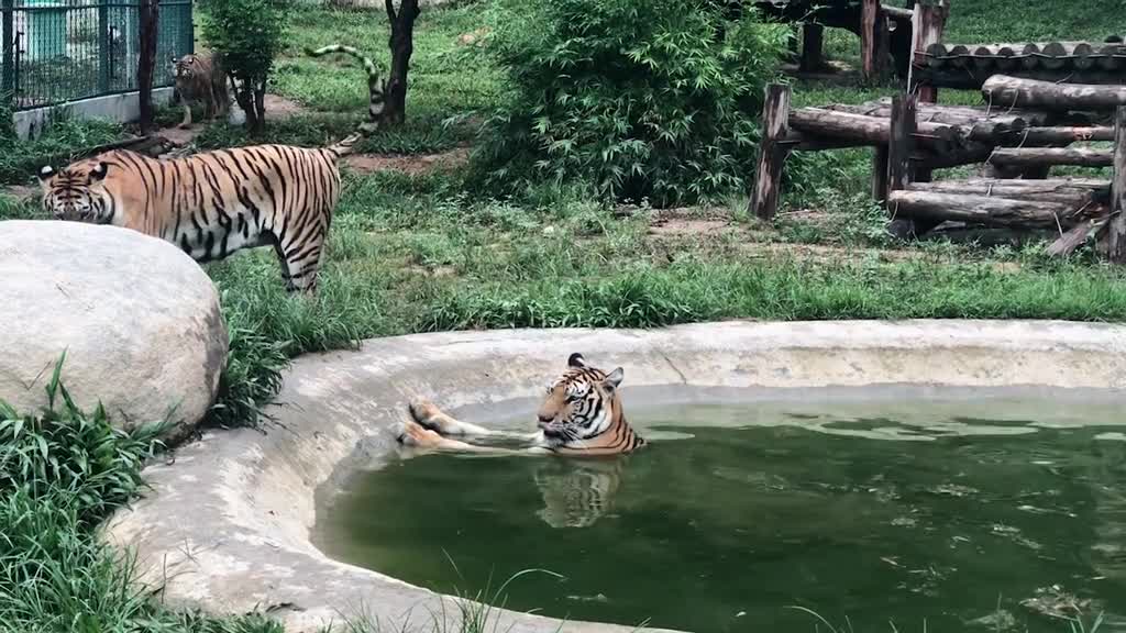 The tiger is bathing