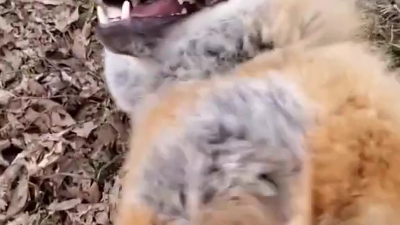 Laughing Fox 🤣🤣