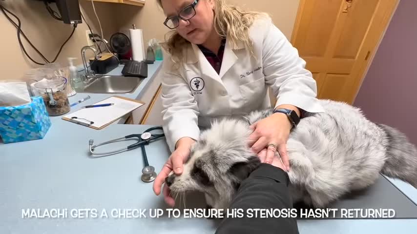 Cerberus and Malachi go to the vet for a checkup