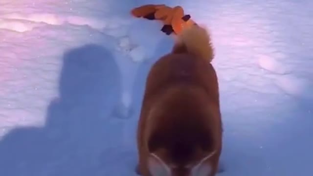 #foryou #BetterTogetherChallenge #animal #funny #snow