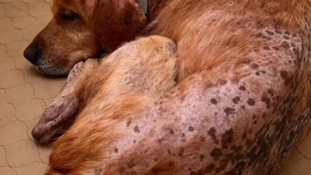 POV: You adopt a furless,44 Ib Golden Retriever