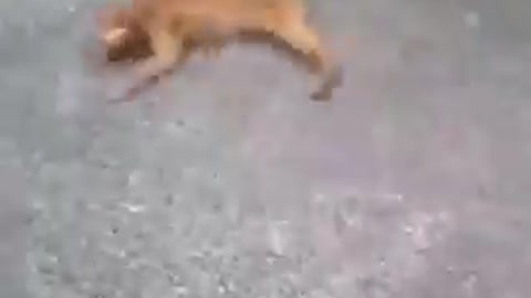 I GOT DIZZY😂