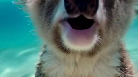 They swim ?! Am I the only one who didnt know this ?! What a cutie !