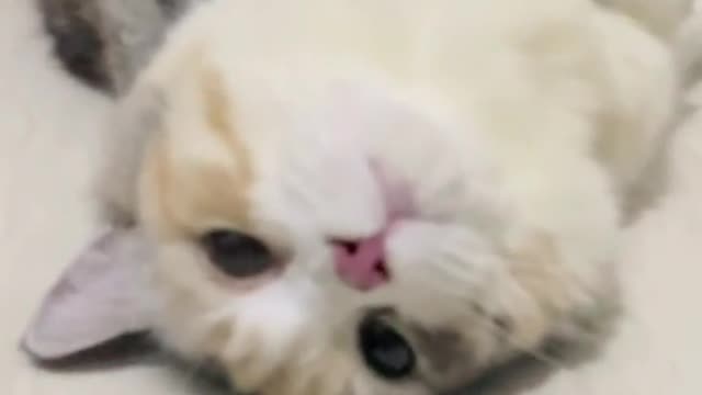 Kucing lucu