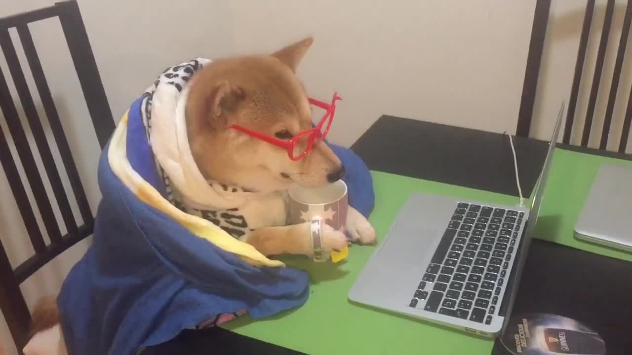 Shiba Inu pasa las noches frías viendo vídeos virales