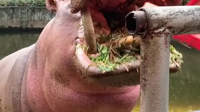 Hippo I loved brushing my teeth a lifetime ago