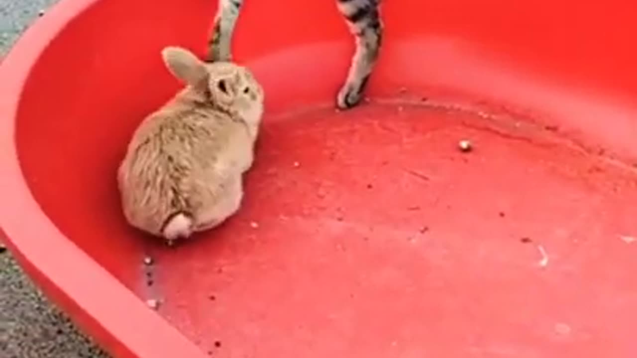 Cute cat playing with friend