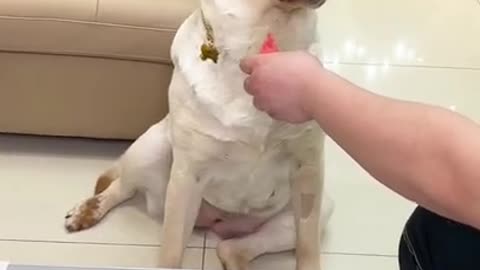 Funny dog