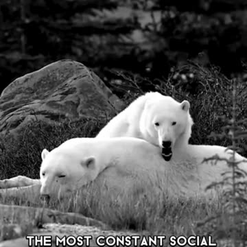 Beast of the arctic.