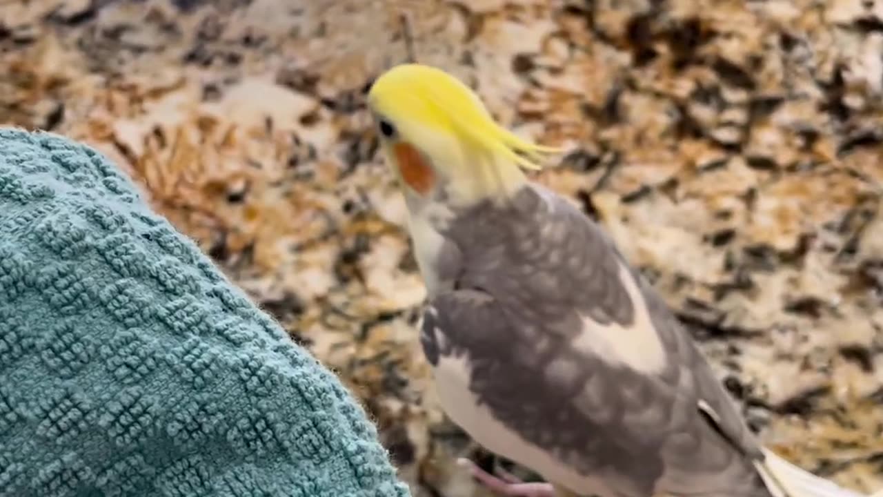 funny animal video