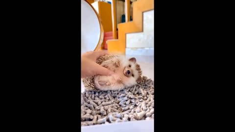 Cute Baby Animals Videos Compilation | Funny and Cute Moment of the Animals - Cutest Animals