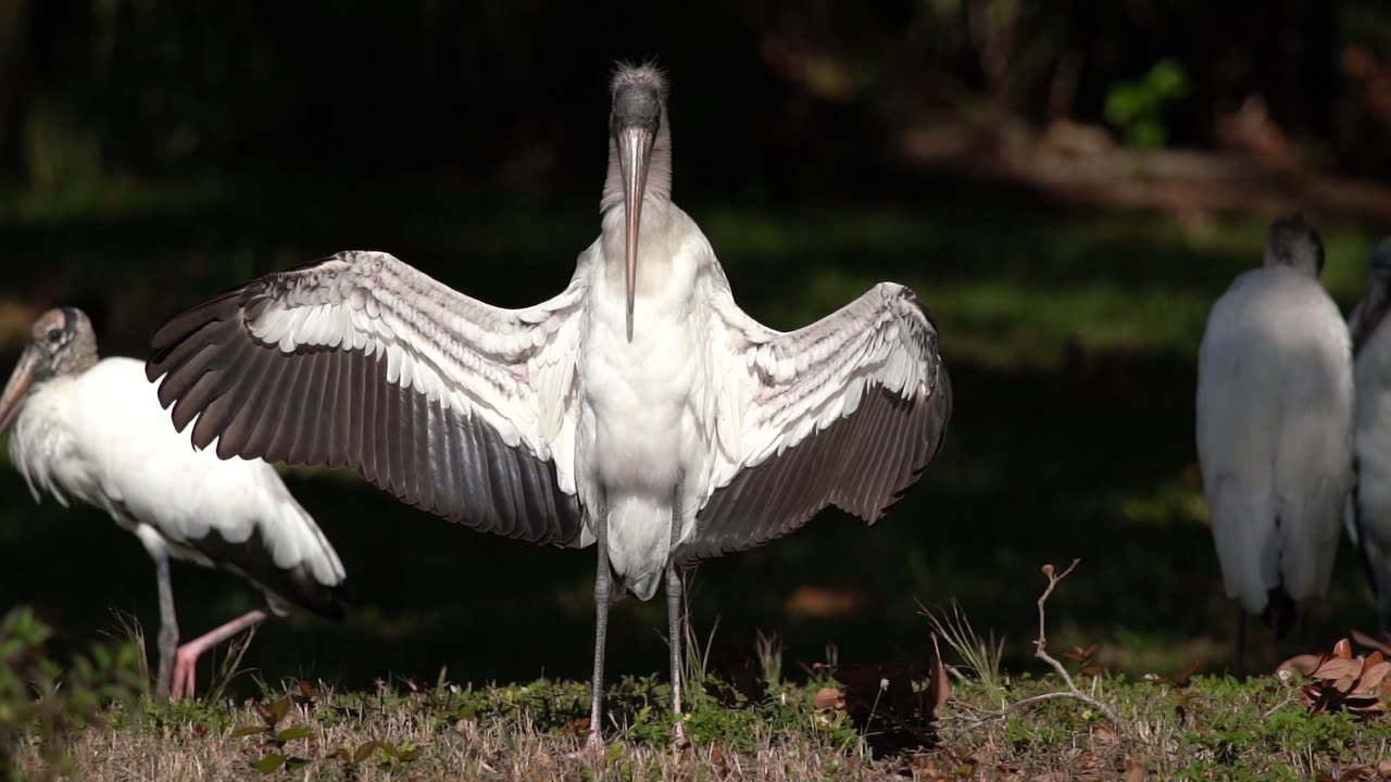 Wood Stork with Wings Out