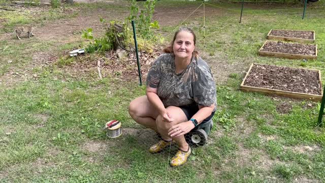 Chicken tunnels and stubborn calves