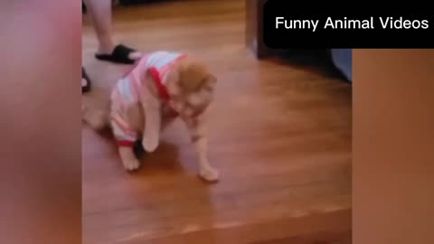 best funny animals video