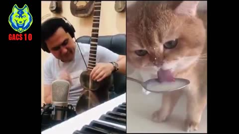 😍 Look at the Tuning Between the Two This Cat is a Musical Genius kkkk. 🤣🤣