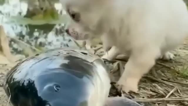 DOG SAVE LIFE IN FISH