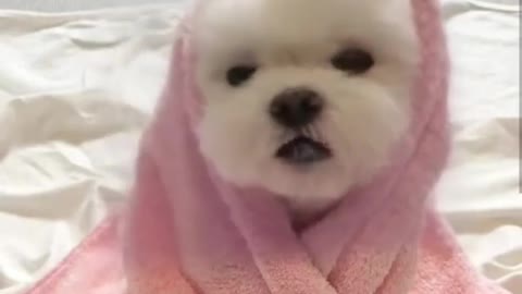 So beautiful cute puppy sing a song 😍